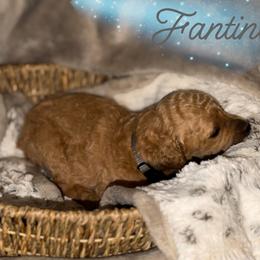 Fantine - Apricot female Poodle puppy in Brooksville, Florida from Ariella Standard Poodles & Chinese Cresteds