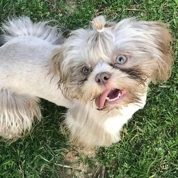 Shih Tzus from IMB Shih Tzu