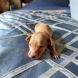 Clear red - Red male Miniature Pinscher puppy in Du Bois, Pennsylvania from San Spur Miniature Pinschers