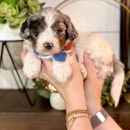 Boy 3 - Merle male Bernedoodle puppy in Salt Lake County, Utah from Coco Avenue Pups