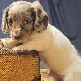 Van Helsing - Piebald male Dachshund puppy in Austin, Texas from Glorious Minis