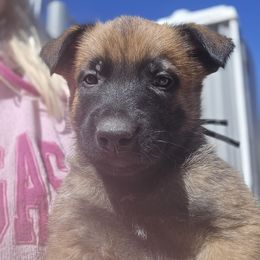 Esco-black collar male - Fawn male Belgian Malinois puppy in Fredonia, Arizona from Zion Malinois