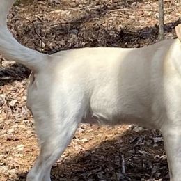 Dilute Retrievers from Hagler Homestead Labs