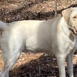 Dilute Retrievers from Hagler Homestead Labs