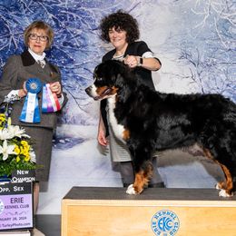 Bernese Mountain Dogs from Birdsong Bernese Mountain Dogs
