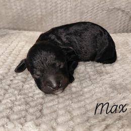 Max - Black male Goldendoodle puppy in Eau Claire, Wisconsin from Fisher River Doodle's
