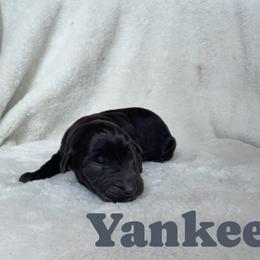 Yankee - Black male Labrador Retriever puppy in Lucasville, Ohio from Backwoods Labradors
