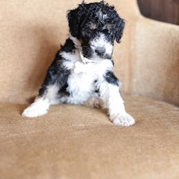 White collar female - Black and white female Bernedoodle puppy in Scottsboro, Alabama from Dixie Land Doodles
