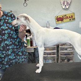 Whippet Puppies from Sonsteby