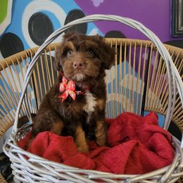 Aussiedoodle and Australian Shepherd Puppies from Autumn's Aussies
