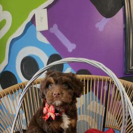 Aussiedoodle and Australian Shepherd Puppies from Autumn's Aussies