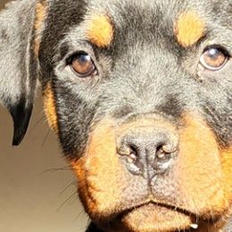 Belgian Malinois and Rottweilers from Veteran Nation K9s