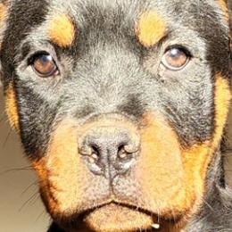 Belgian Malinois and Rottweilers from Veteran Nation K9s