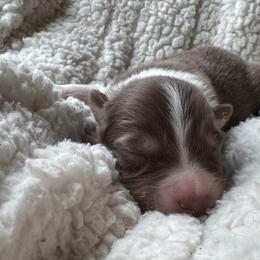 Apollo - Red tri-color male Australian Shepherd puppy in Jacksonville, Florida from Solace Australian Shepherds