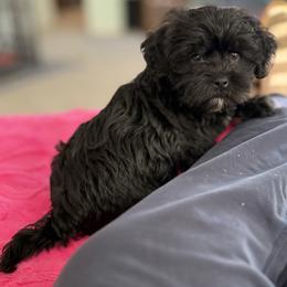Bunny - Black female Shihpoo puppy in Colonial Beach, Virginia from BeachRidge Pups