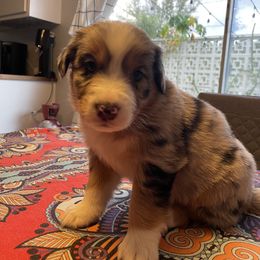 Lasagna - Blue merle Australian Shepherd puppy in Orlando, Florida from Catalina Aussies