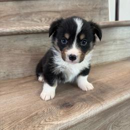 Colby - Black and tan male American Corgi puppy in Pahrump, Nevada from Desert Sunset Corgis