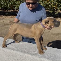 Stella - Fawn female Cane Corso puppy in Dayton, Oregon from BlackStar Cane Corso