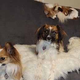 Papillons from Loving Hands