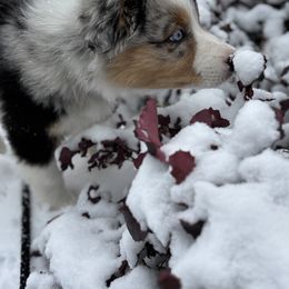 Australian Shepherd Puppies from Shelter Cove Aussies