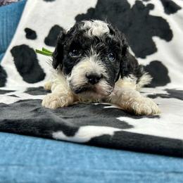 Miles - Parti male Poodle puppy in Lancaster, Missouri from Cavapoo Acres