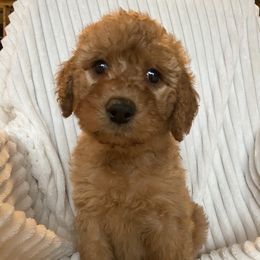 Goldendoodle Puppies from Penny Doodles VA