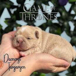 Game of Thrones, Daenerys Targaryen (maybe fluffy) - Cream female French Bulldog puppy in Salem, Oregon from Toy House Frenchies