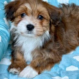 Dash - Red sable male Havanese puppy in Wappapello, Missouri from Titanium Havanese LLC