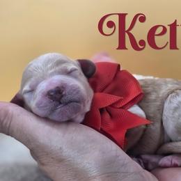 Kettle - Apricot male Poodle puppy in Springfield, Oregon from Valaurah Farms