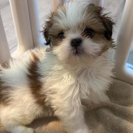 Inquisitive Kyrie - Gold and white male Shih Tzu puppy in Gilbert, Arizona from 🌗 New Moon Shih Tzu 🌗