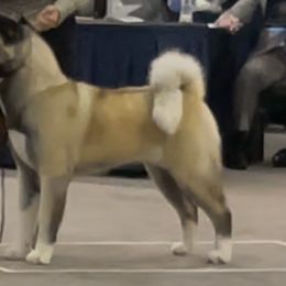 Jeri - Akita