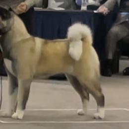 Jeri - Akita