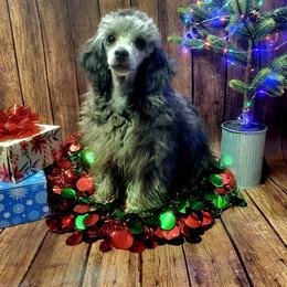Boy 1 - Aussiedoodle puppy in Oregon from SonSational Farm Toy/ Mini Australian Shepard's