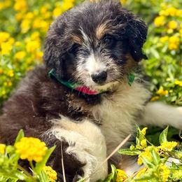 Cheyenne - White and black female Bordoodle puppy in Eastman, Georgia from Dood B Ranch