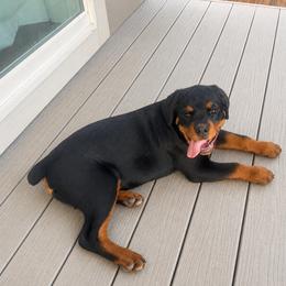 Nova - Black and mahogany female Rottweiler puppy in Parker, Colorado from Denver Rotties