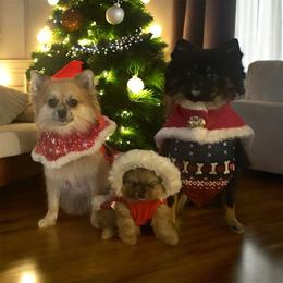 Pomeranian puppies from Destination Dalmatian