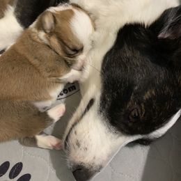 Cardigan Welsh Corgi Puppies from Penfro Corgis