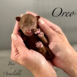 Oreo - Red male Cavapoo puppy in Spokane, Washington from Treasured Cavaliers of the Pacific Northwest