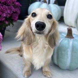 Posie - Dachshund