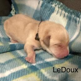 LeDoux - Yellow male Labrador Retriever puppy in Moses Lake, Washington from Kreger Lake Kennels