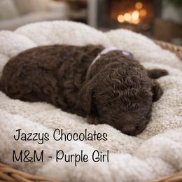 MnM - purple girl - Chocolate female Goldendoodle puppy in Waterford, California from Alvdoodles