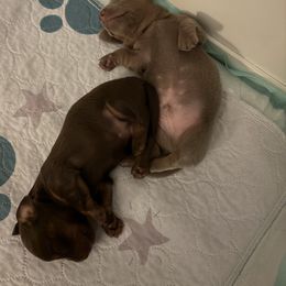 Dachshund Puppies from Andrepont Dachshunds