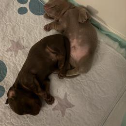 Dachshund Puppies from Andrepont Dachshunds