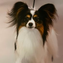 Bravo - Papillon