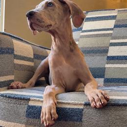 Mars - Silver female Great Dane puppy in Florida from Beachside Kennels