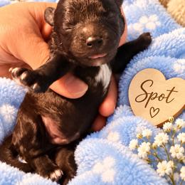 Spot - Black and white male Shihpoo puppy in Cooper City, Florida from Jenny La Bone