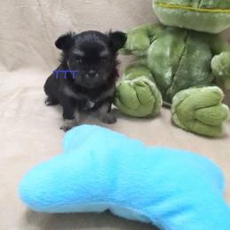 Boy 2 - Black and tan male Chihuahua puppy in Medina, Ohio from T Tiny Treasures