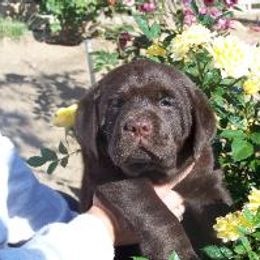 Labrador Retriever Puppies from Cedar Ranch Labrador Retrievers