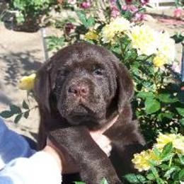 Labrador Retriever Puppies from Cedar Ranch Labrador Retrievers