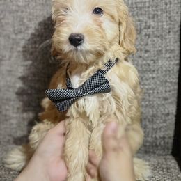 Luther - Apricot Aussiedoodle puppy in Houston, Texas from Jomelkin Furry Pals